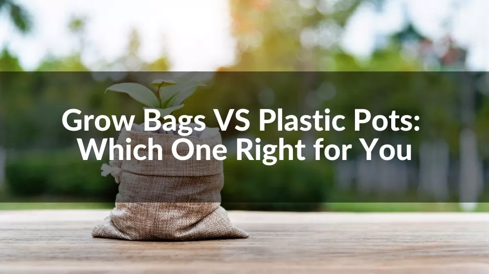 Grow Bags VS. Plastic Pots