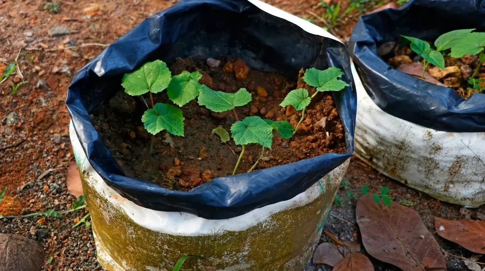 Grow Bags VS. Plastic Pots