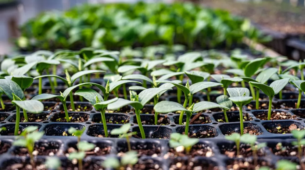 seedling tray