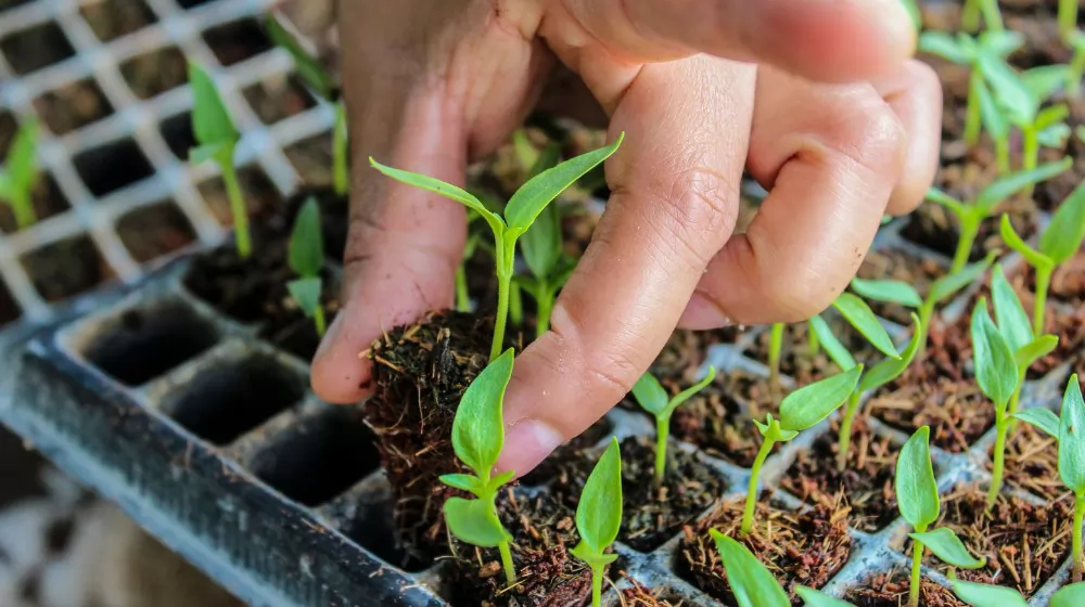 seed start trays