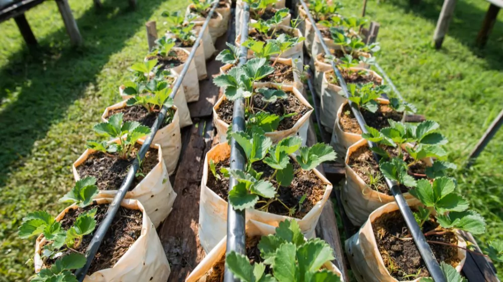 Fabric Grow Bags