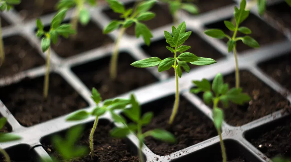 seedling tray