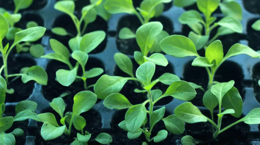 seed start trays