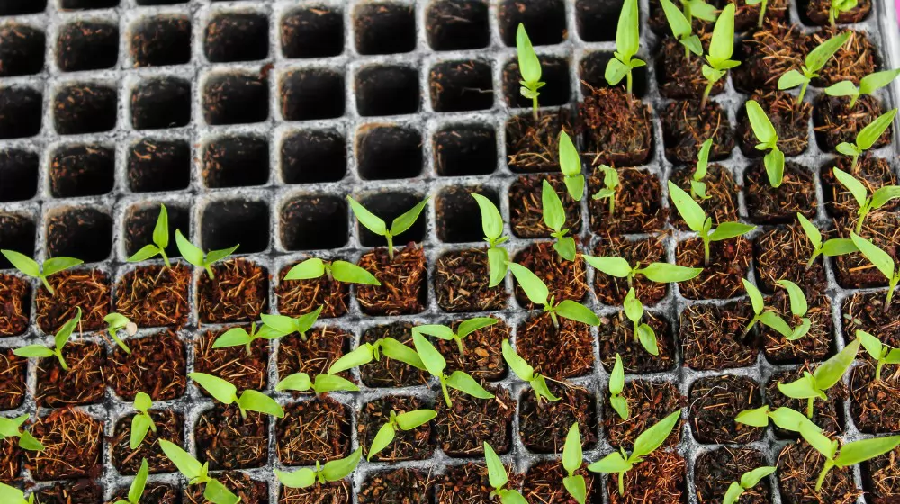 seed start trays