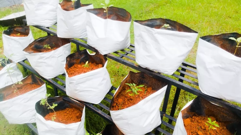 Grow Bags VS. Plastic Pots