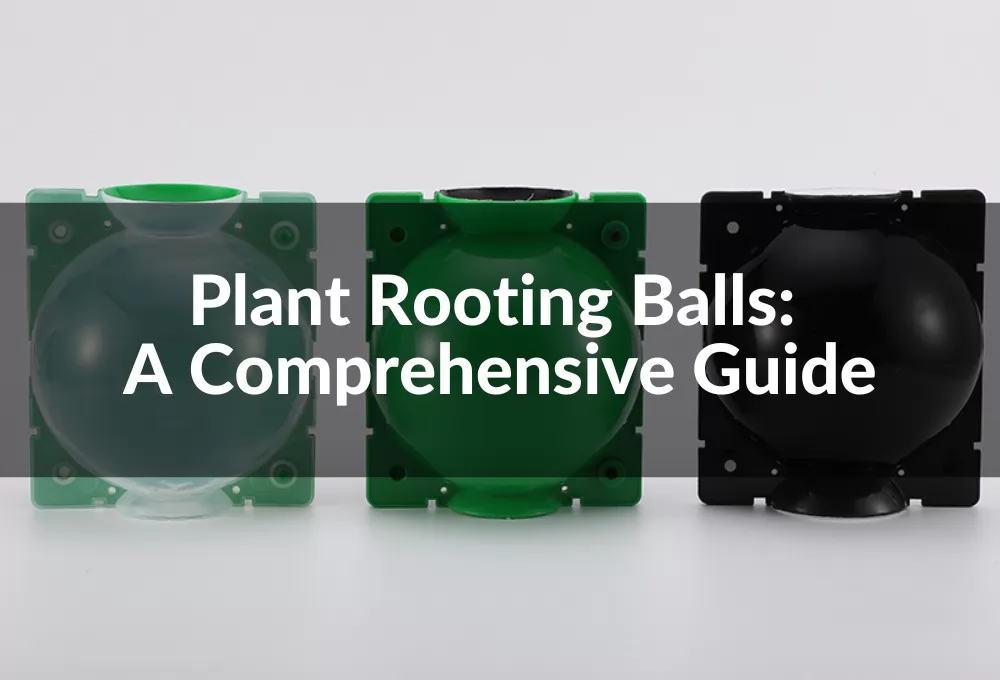 plant rooting ball