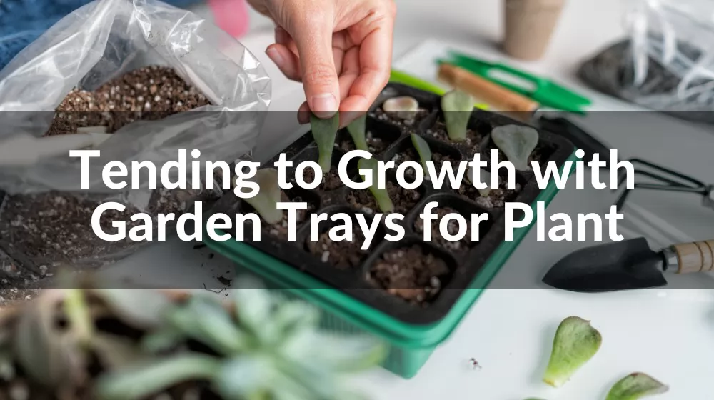 Garden Trays for Plant