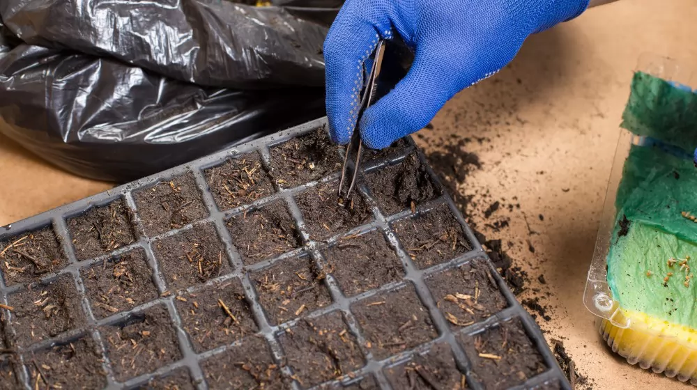 Garden Trays for Plant