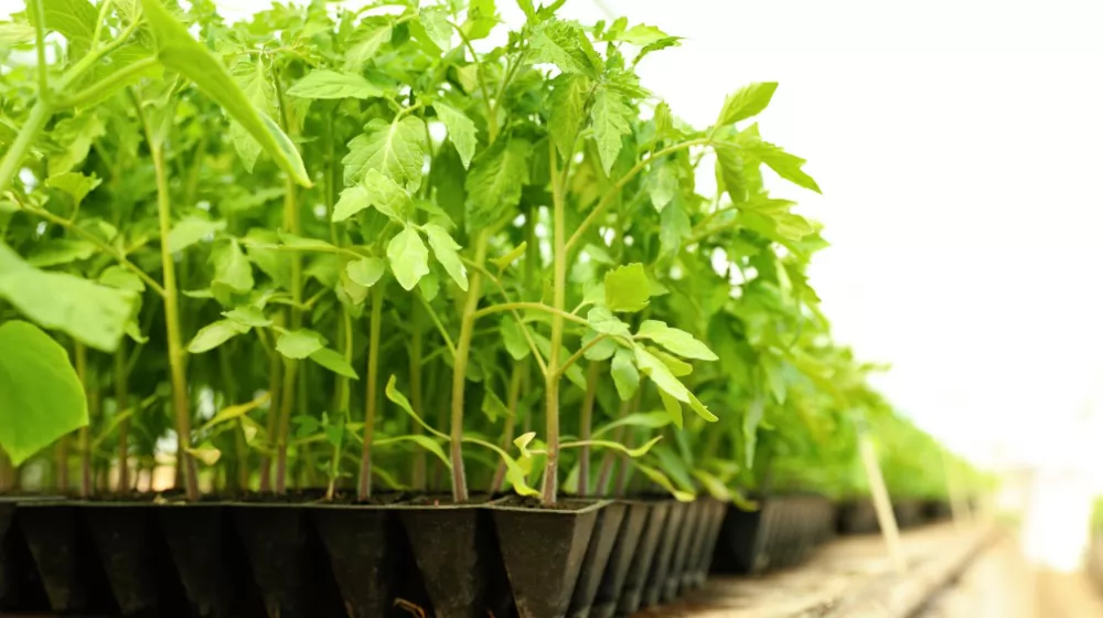 planting tomato seeds in trays