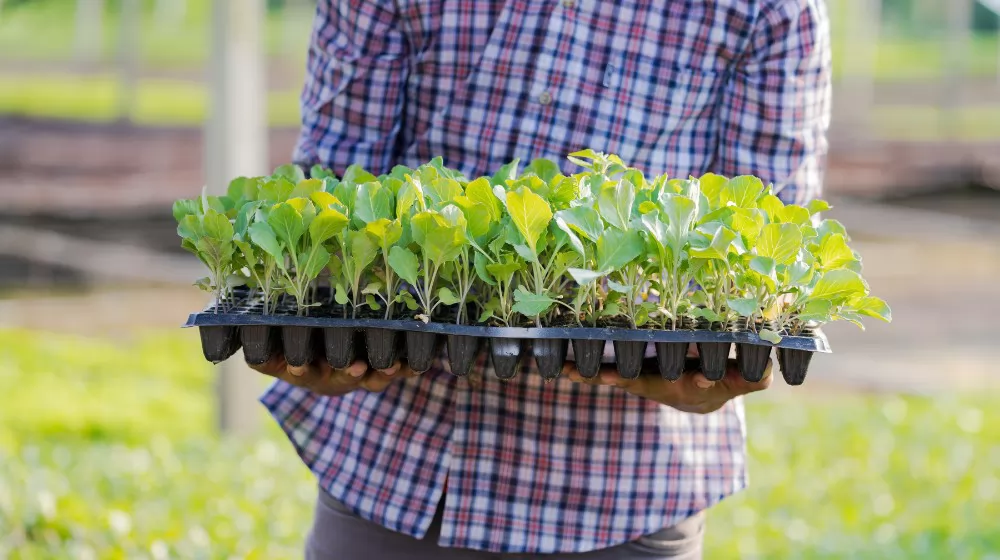 Garden Trays for Plant