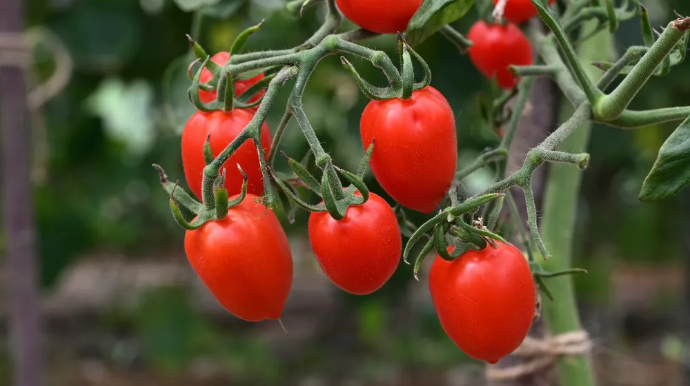 planting tomato seeds in trays