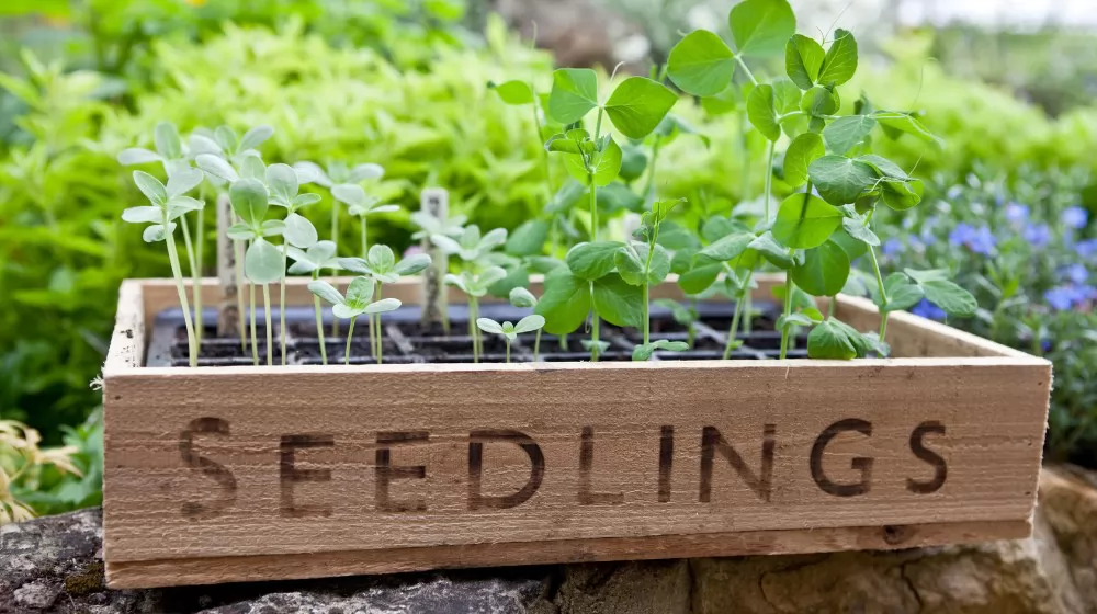 Garden Trays for Plant