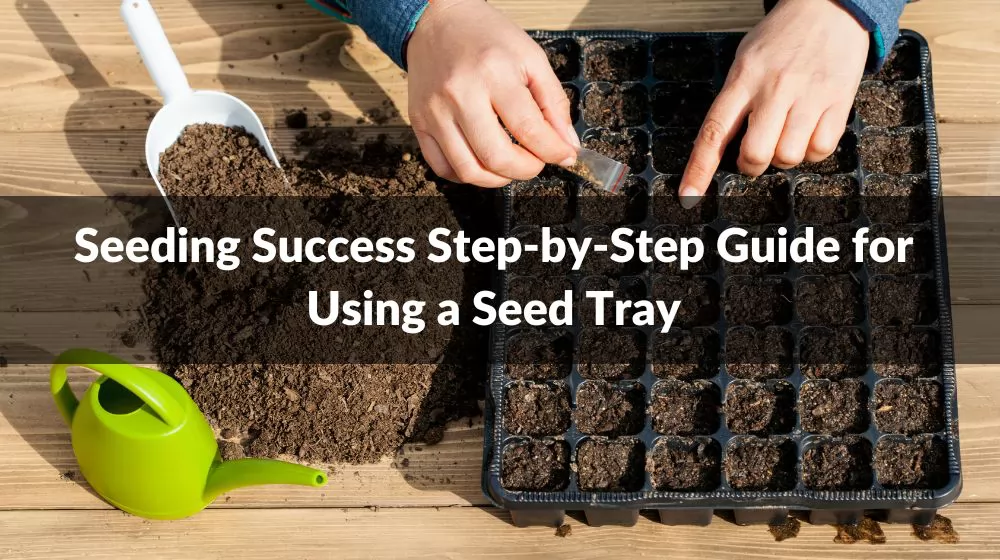 Seeding Success Step-by-Step Guide for Using a Seed Tray