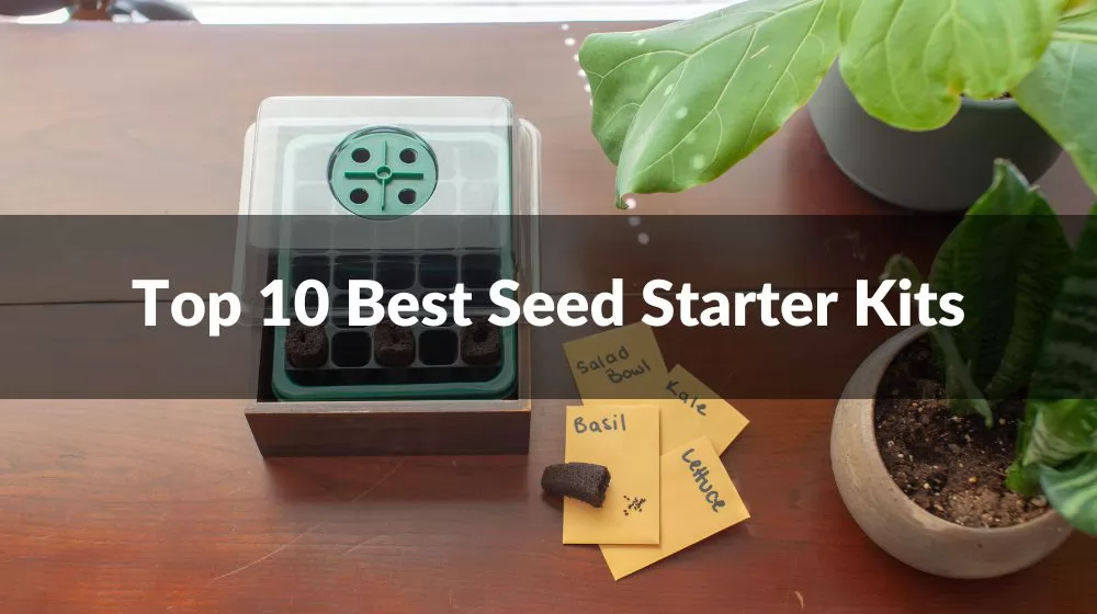 Best Seed Starter Kits