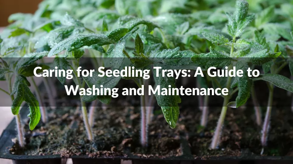 Caring for Seedling Trays: A Guide to Washing and Maintenance