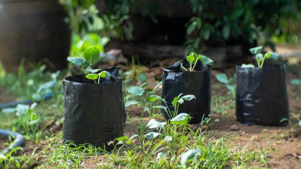 Grow Bags vs. Plastic Pots