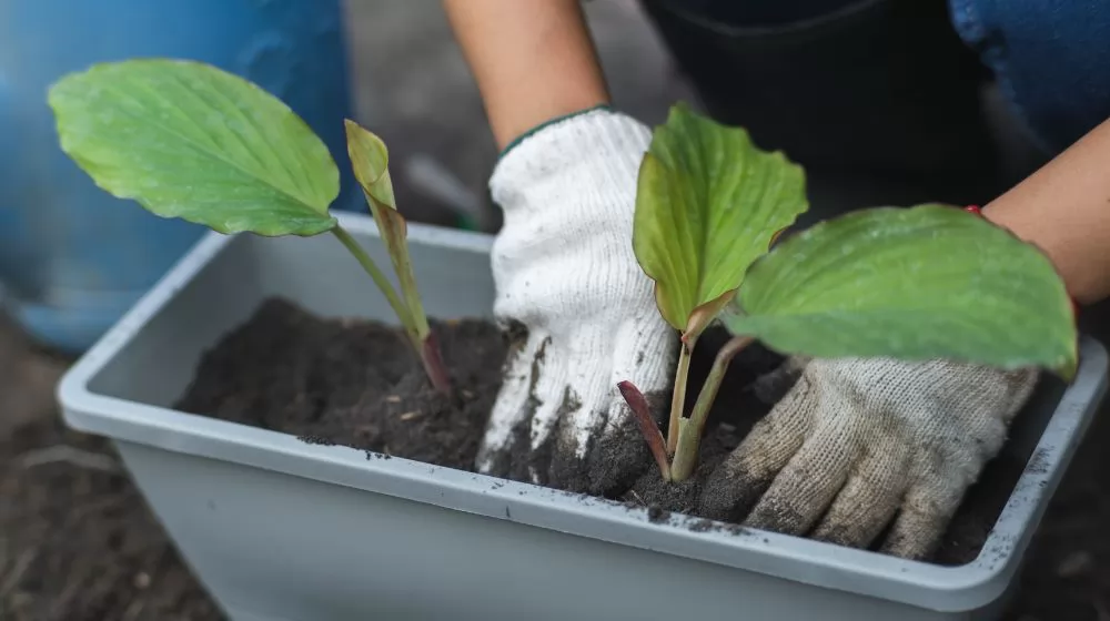 Grow Bags vs. Plastic Pots