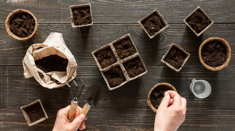 Seeding Success Step-by-Step Guide for Using a Seed Tray