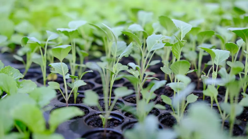 Caring for Seedling Trays: A Guide to Washing and Maintenance