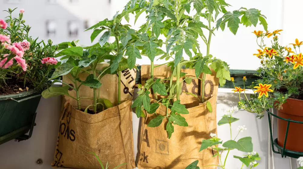 Grow Bags vs. Plastic Pots