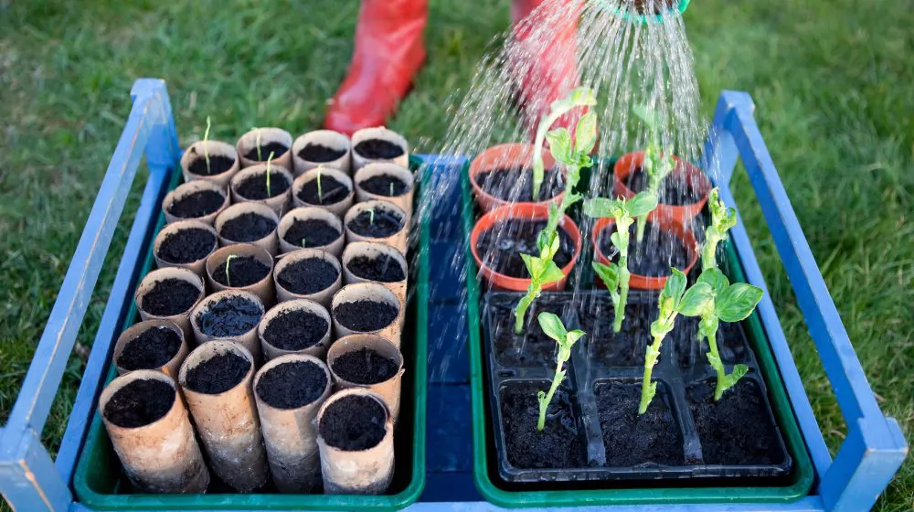 Seeding Success Step-by-Step Guide for Using a Seed Tray