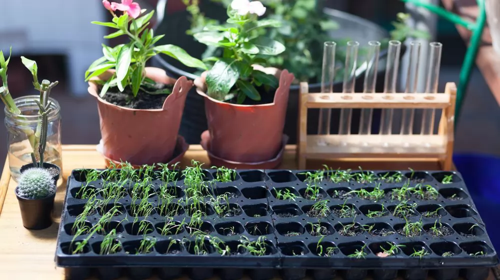 Caring for Seedling Trays: A Guide to Washing and Maintenance