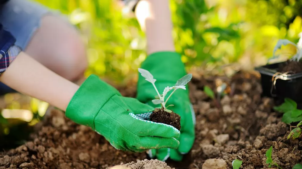 Seeding Success Step-by-Step Guide for Using a Seed Tray