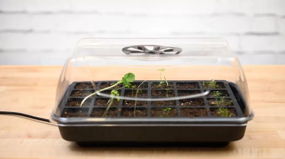 Best Seed Starter Kits