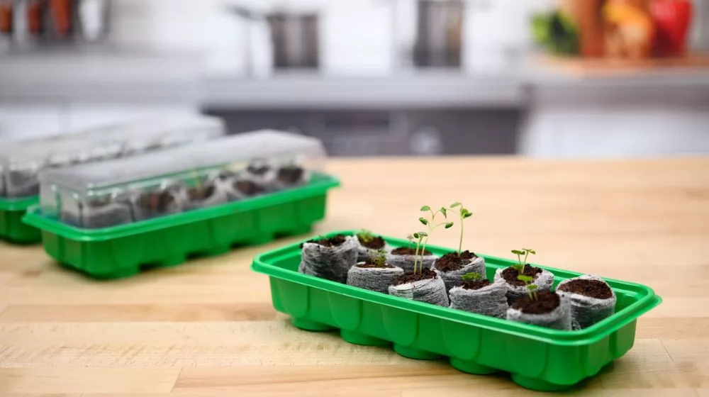 Best Seed Starter Kits