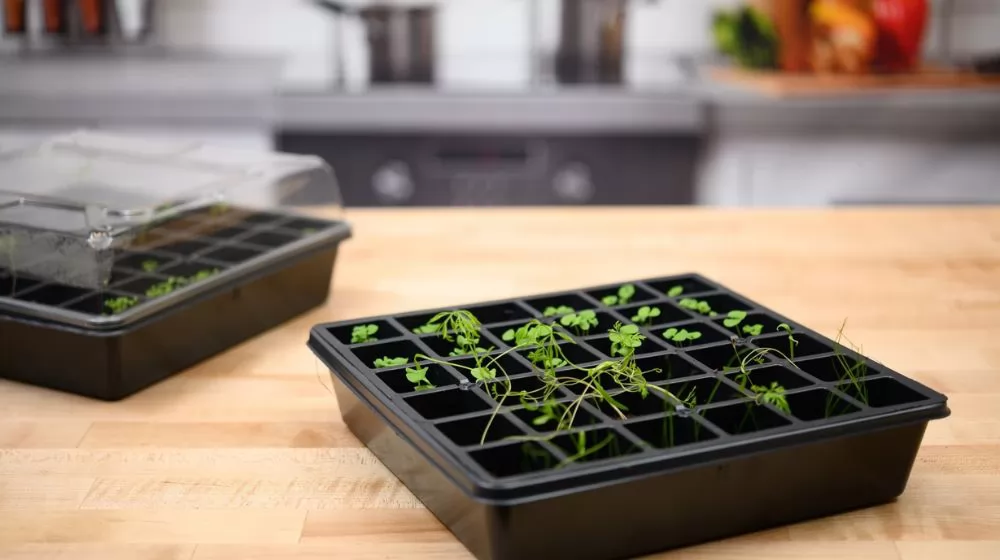 Best Seed Starter Kits