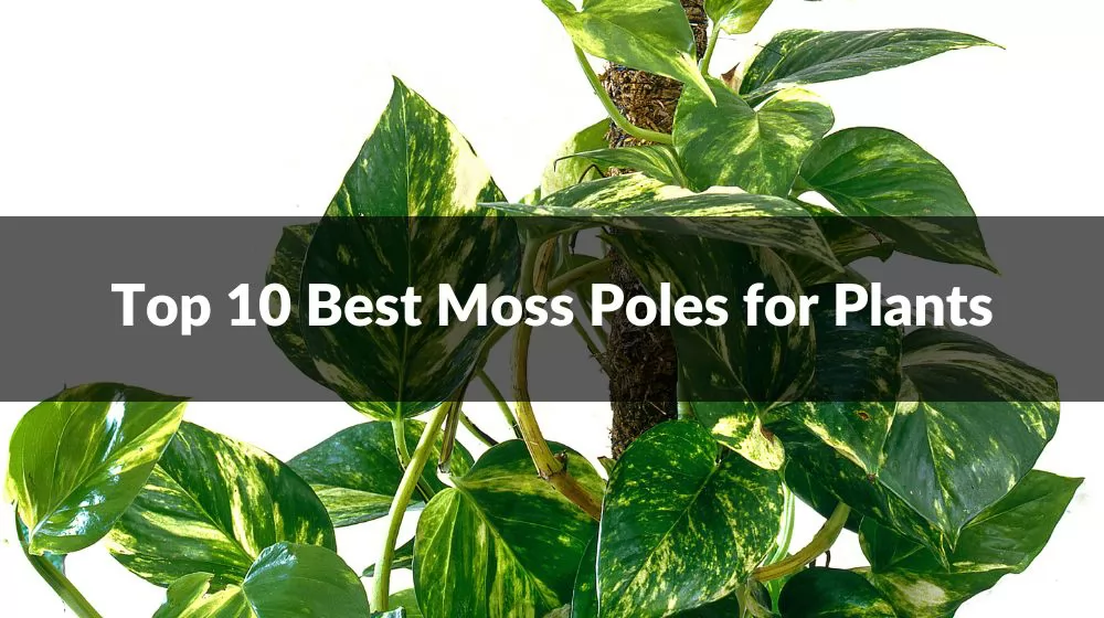 Best Moss Poles for Plants