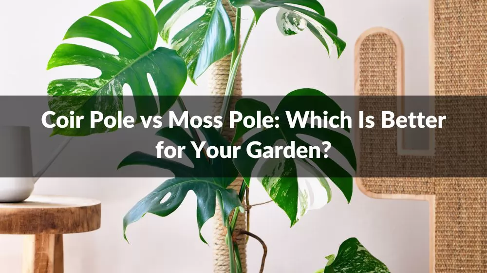 Coir Pole vs Moss Pole