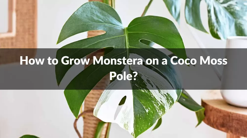 How to Grow Monstera on a Coco Moss Pole