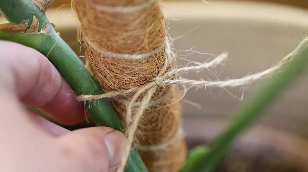 How to Grow Monstera on a Coco Moss Pole