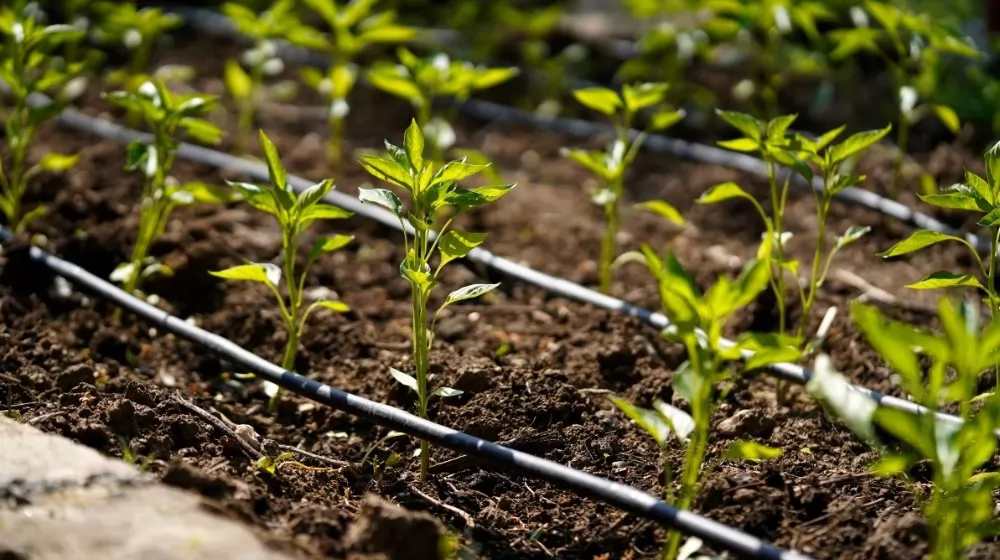 seed starting cell tray