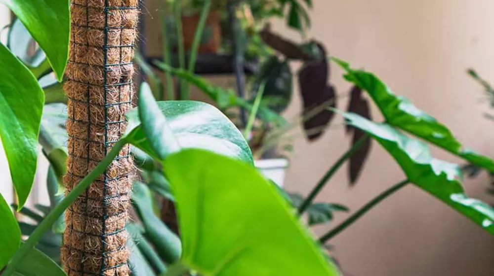 How to Grow Monstera on a Coco Moss Pole