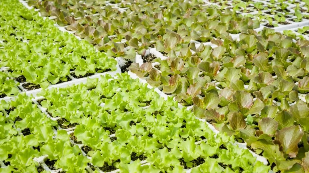 seed starting cell tray