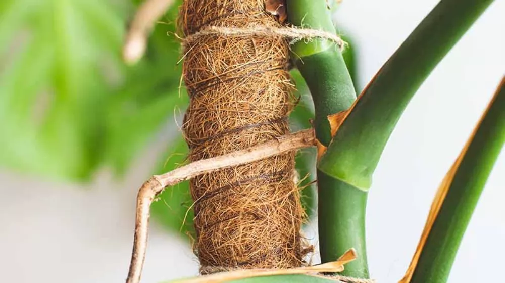 How to Grow Monstera on a Coco Moss Pole