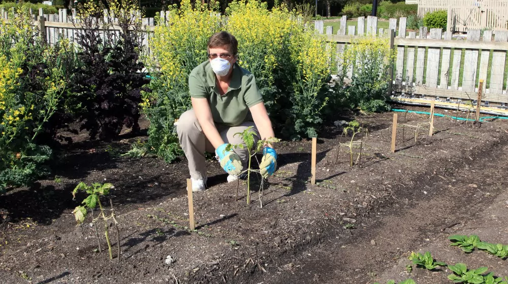 Green plant stake