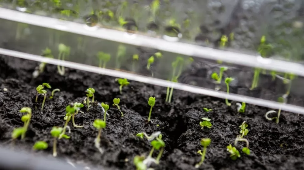 garden seed tray