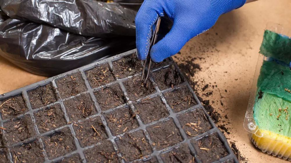 Seed Starting Cell Trays