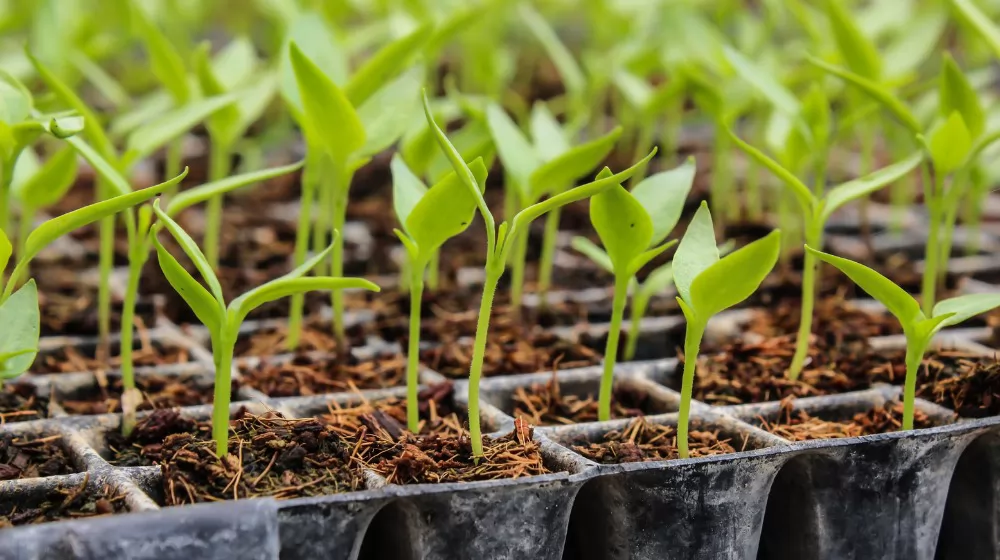 Seed Starting Cell Trays