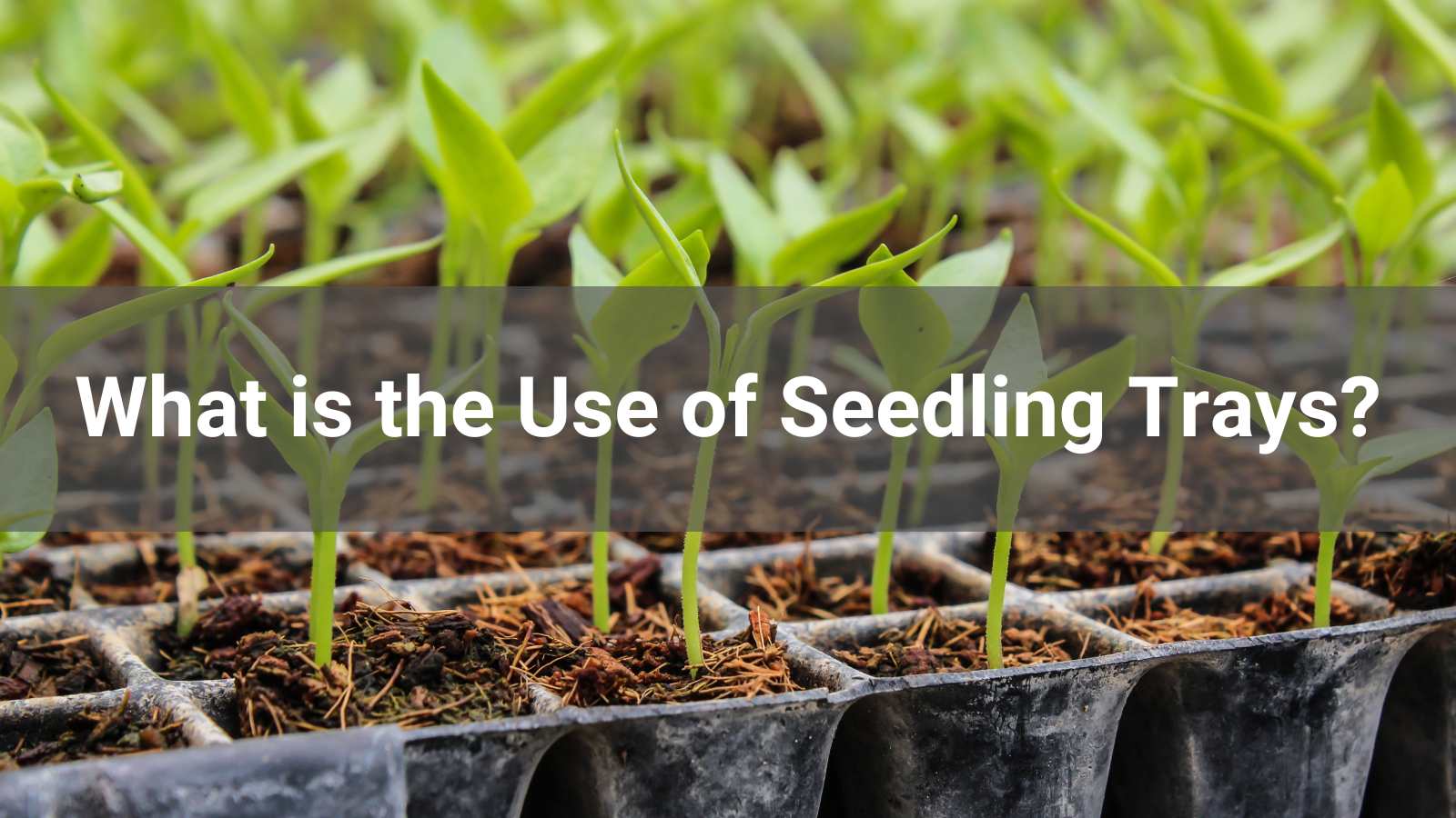 What is the Use of Seedling Trays?